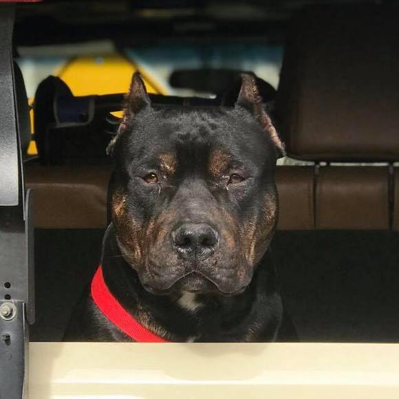 Meet your Posher, Patrick - Picture 1 of 1